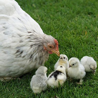 Broody hen