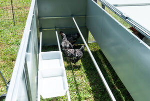 Jumbo chicken tractor nesting