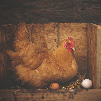 Chicken farmers