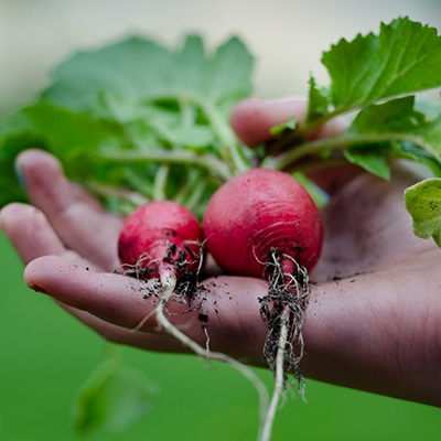 vegetable garden