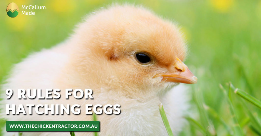 Hatching chicken eggs artificially using an incubator is a rewarding ...