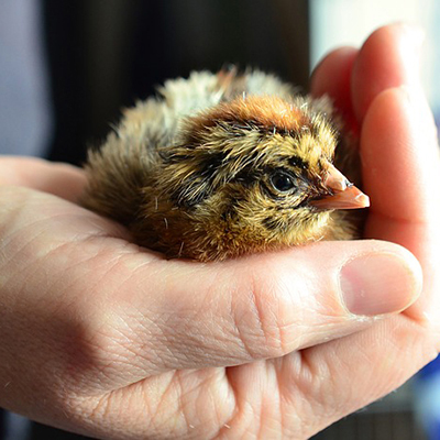 Backyard Chickens guide