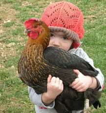 Best Backyard Chickens Choosing The Right Breed Backyard Chicken Advice