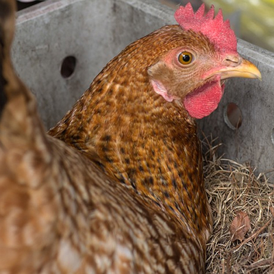 Chicken Nesting Boxes