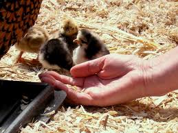 Raising Baby Chicks 