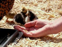 Image result for Backyard Chickens from Day Old Chicks