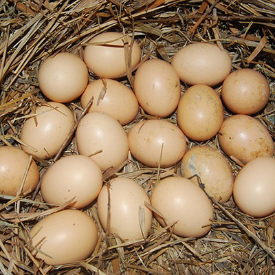 Hatching eggs