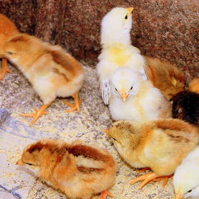 Organic Chicken Feed