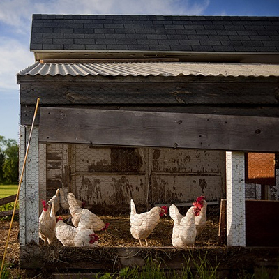 Poultry Raising