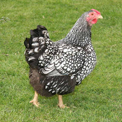 Raising Heritage Chicken Breeds