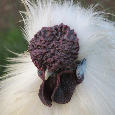 Silkie Chicken