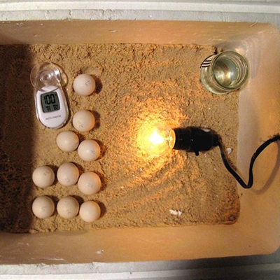 Perfect Egg Incubator