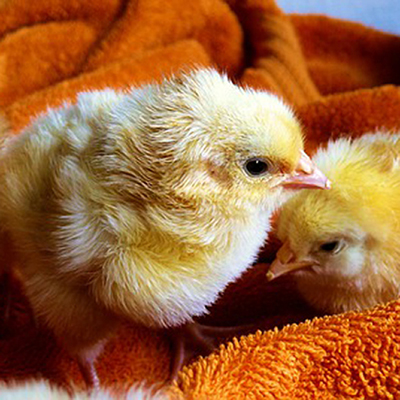 Timeline for Raising Baby Chicks