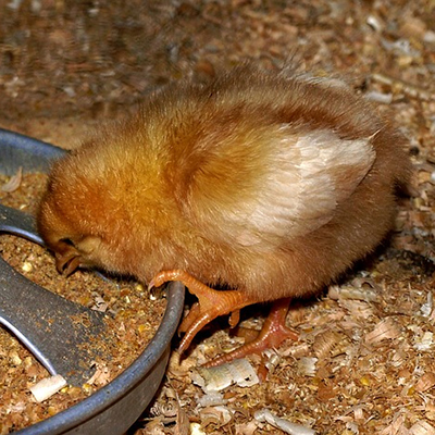 What Baby Chicks Eat