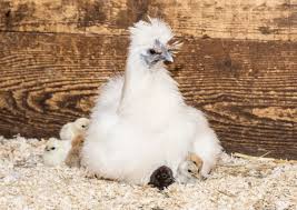 Silkie Chicken Hens are Good Mothers
