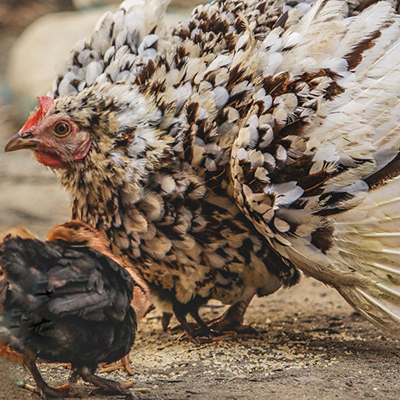Broody Chicken
