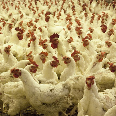 Farming Chickens
