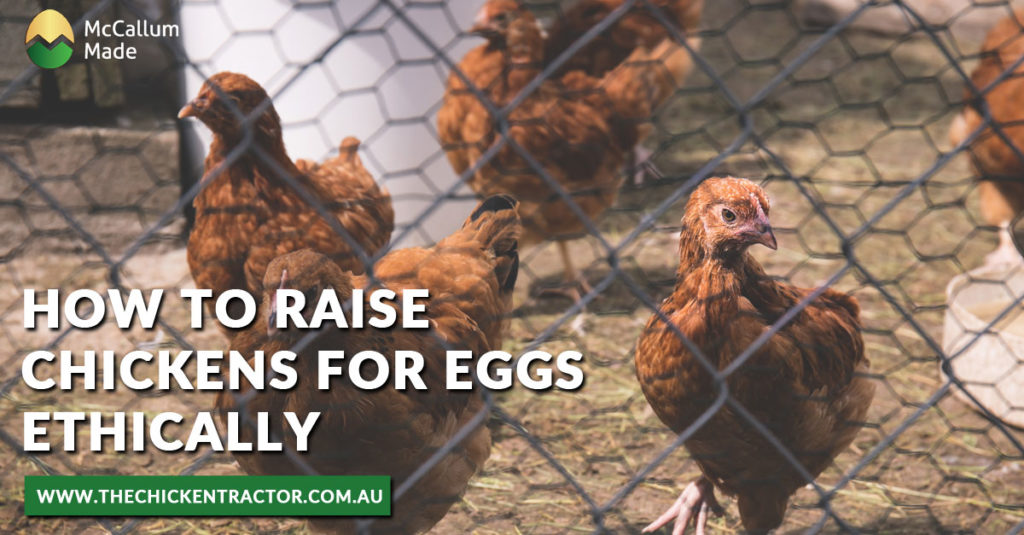 How to Raise Chickens for Eggs Ethically