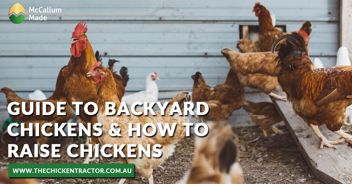 Guide To Backyard Chickens 