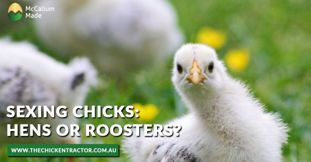 Sexing Chicks: Hens or Roosters?