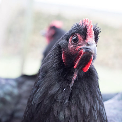 History of Chicken