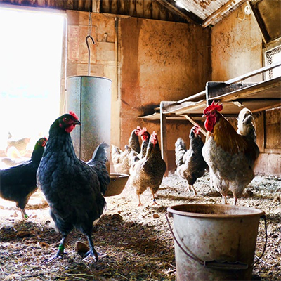 Chicken Keeping tips