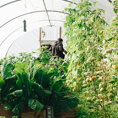 How To Do Companion Planting In Your Organic Garden