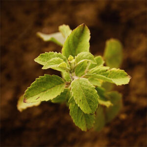Chicken Manure Fertiliser at home