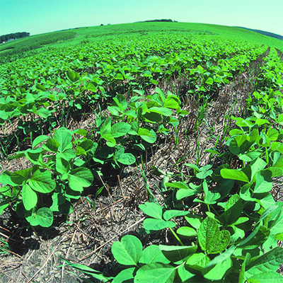 No Till Farming