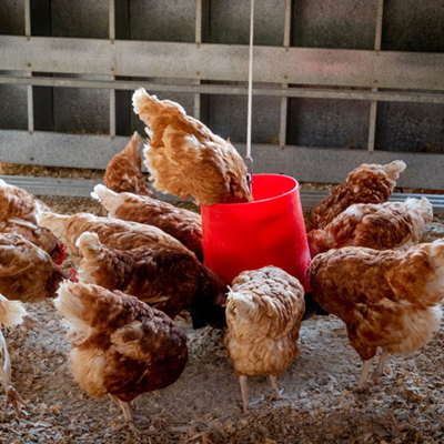 organic chicken farm