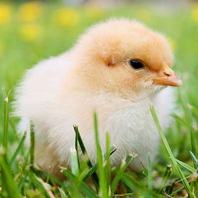Keeping Urban Chickens