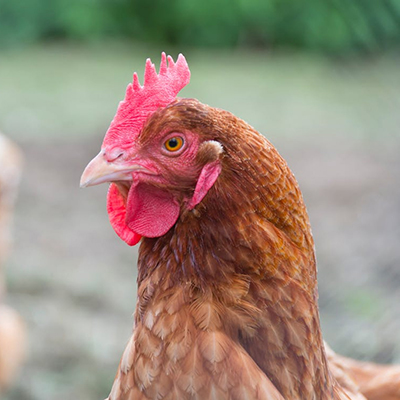 Free Range chickens