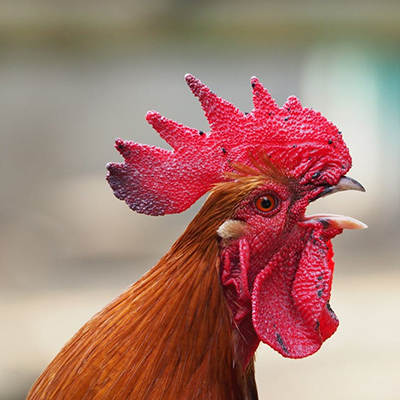 Rooster Crowing Why