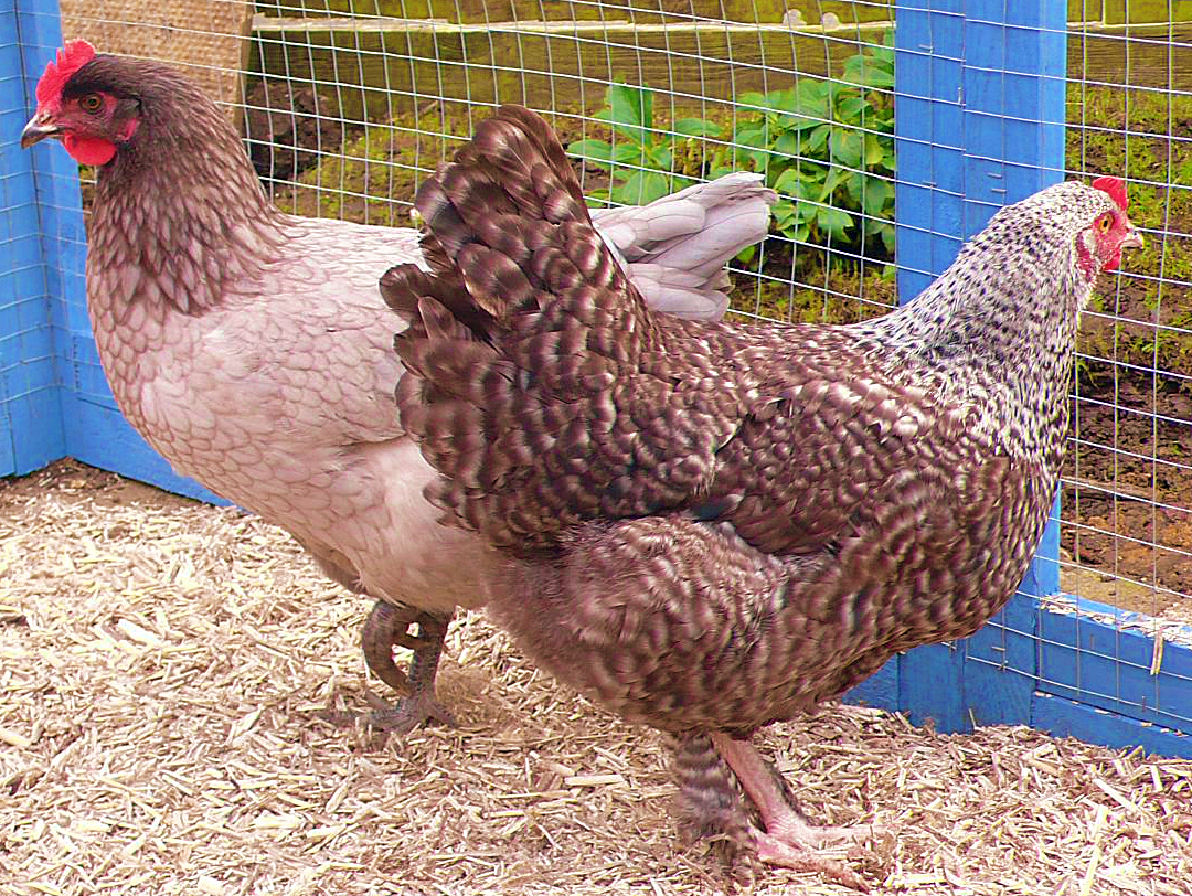 hemp bedding is naturally warm inside chicken coop