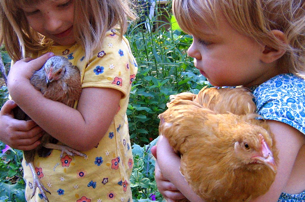 chicken pets are loved by kids of all ages