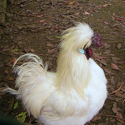 Bantam Silkies on Chicken Coops
