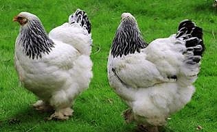 Brahmas are great chicken pets