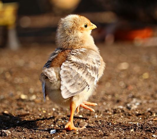 hatching chickens for the family