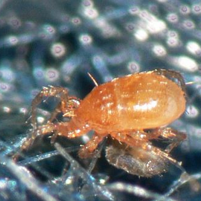 Chicken Mites