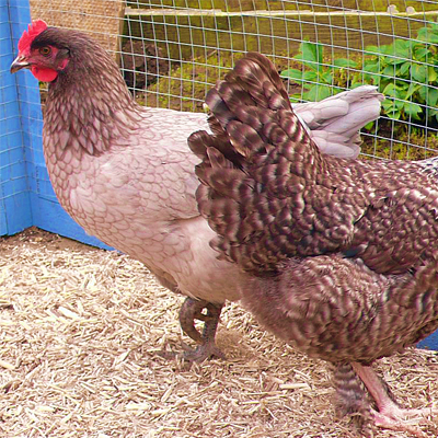 Chicken Coop hemp