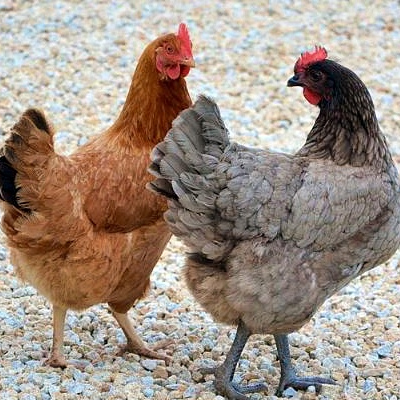 keeping chickens at home with backyard chicken tractor