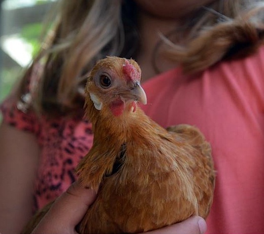 chicken pets are great for girls
