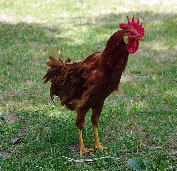 Seek Veterinary Advice