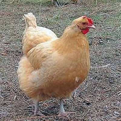 9 Top chicken breeds for Australia