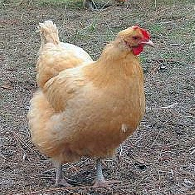 What to feed chicken