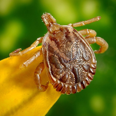 Natural Treatments for Chicken Diseases