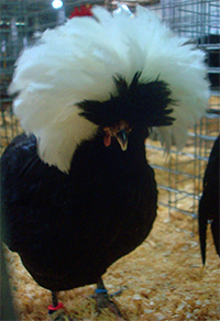 barred plymouth rock