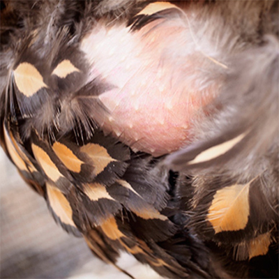 Broody hen