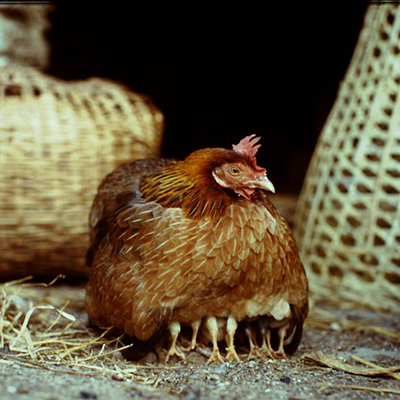 egg bound chicken