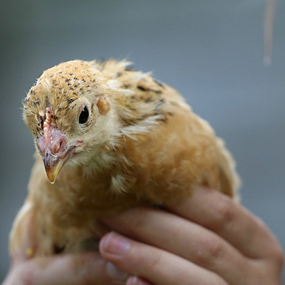 Keeping Chickens